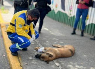 Paramédico héroe brinda primeros auxilios a perrito atropellado en la CdMx