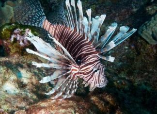 En riesgo biodiversidad del Arrecife Alacranes por invasor pez león (video)