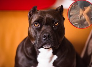 Ataque de pitbull pone de cabeza restaurante Pet Friendly (video)