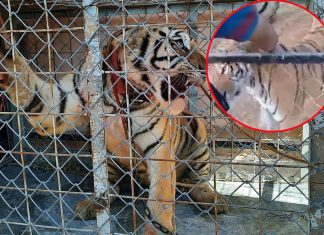 Tigre desbarata un brazo a su cuidador en México (video fuerte)