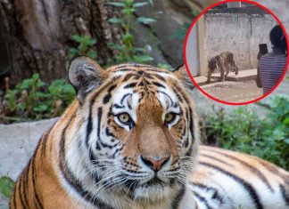 ¡Tigre anda suelto por calles de Nayarit! (videos)