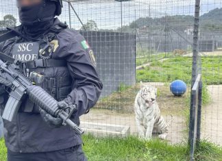 Rescatan a casi dos centenares de felinos maltratados de una asociación ‘protectora’ de animales