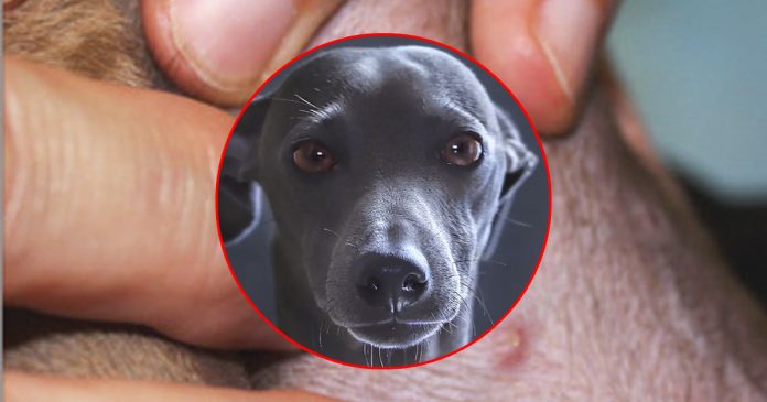 perro viruela mono