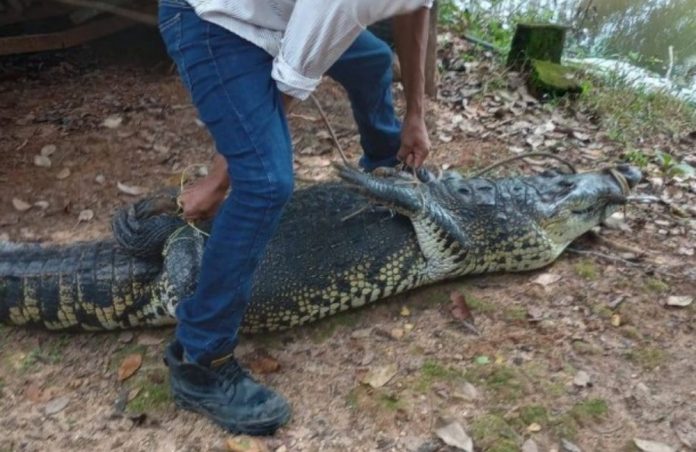 Rescatan en Tabasco cocodrilo que estaba listo para ser cocinado