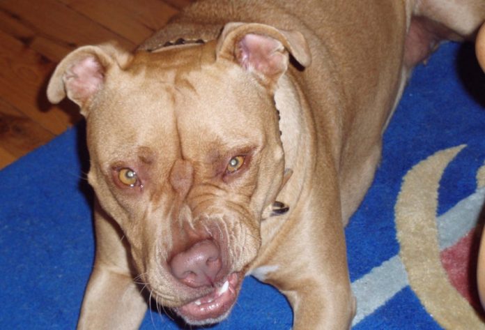 pitbull