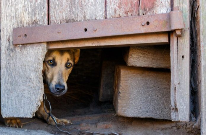 perro-asustado-escondio-tuvo-miedo_406939-4307-1