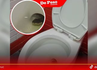 Halla culebra en inodoro de comercio en Campeche