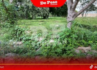 Vestigios mayas, sepultados por la maleza en Ciudad Caucel