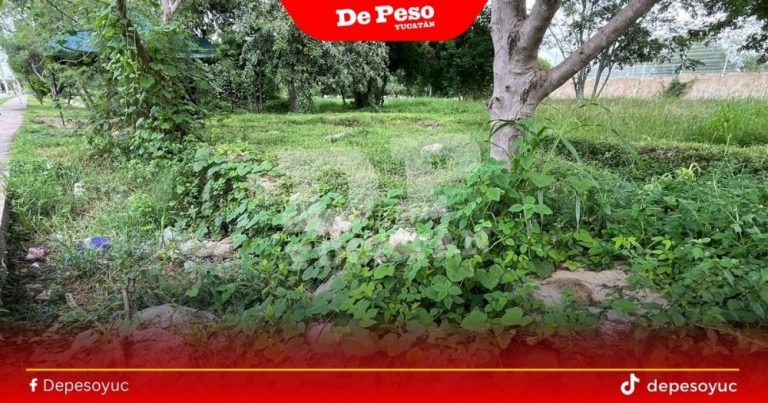 Vestigios mayas, sepultados por la maleza en Ciudad Caucel