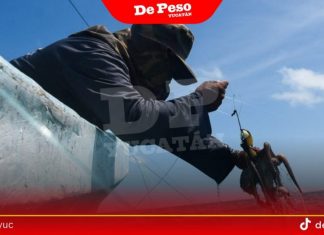 Pescadores piden 15 días más para captura de pulpo
