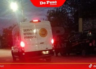 Reportan presunto envenenamiento masivo de lomitos y michis en el sur de Mérida