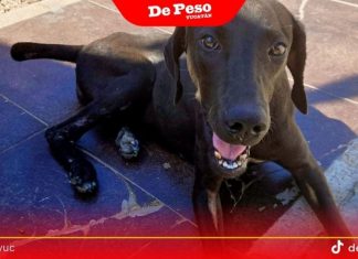 Necropsia de ‘Negrita’ revela que su muerte NO fue por atropellamiento