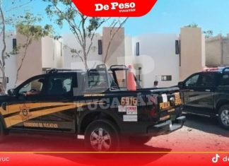Jauría de perros mata en Conkal a venadita en avanzado estado de gestación