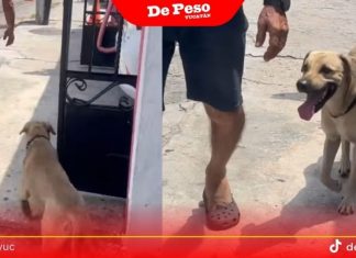 Sale a defender a su padre, amenazado de muerte y acusado de maltrato perruno en Mérida (video)