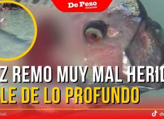 Hallan muy mal herido un pez remo en playas mexicanas (VIDEO)
