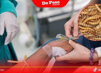 Confirman primer caso de gusano barrenador en la Península de Yucatán