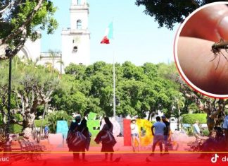 Confirman primera muerte por dengue en Yucatán en 2025