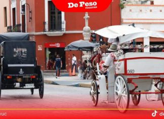 Caballos caleseros tendrán menos horas de trabajo en el sol