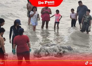Es un tiburón ballena el ejemplar que recaló cerca de Progreso, confirman