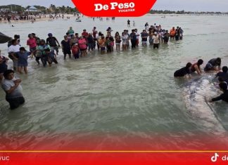 Recale histórico en costa de Progreso: primera vez que se registra un tiburón peregrino en la zona, según UADY