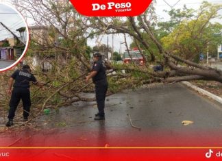 Cortes de luz, postes y árboles caídos, saldo de intensa lluvia con fuertes vientos en Mérida