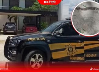 Hospitalizan a jardinero por mordedura de serpiente de cascabel en Conkal