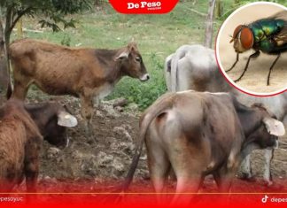 Confirman primer fallecimiento en México a causa de gusano barrenador