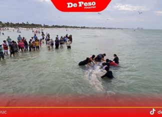 Choque contra embarcación, la causa más probable de muerte del tiburón que recaló en Progreso