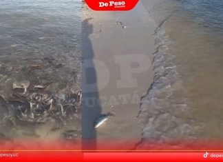 Suspenden actividades en Isla Columpios por ‘marea roja’