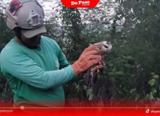 Policía Ecológica de Kanasín entrega a Profepa dos aves rapaces rescatadas