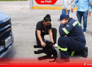 Habrá albergues especiales para animales en el marco de la temporada de huracanes