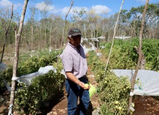 Constatan beneficios del abono de Kekén aplicado en hortalizas de Yucatán