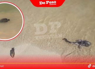 Alerta de riesgo ecológico por microalga en playas de Progreso