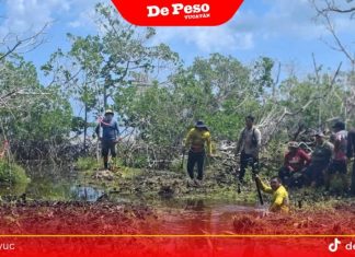 Restauran 30 hectáreas de manglar en El Cuyo