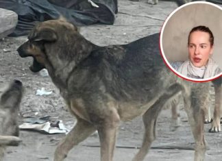 Monumental ‘bronca’ entre Gaby Platas y hospital veterinario de Mérida