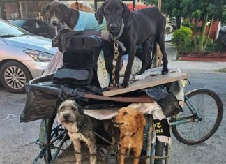 Rescatan a 13 animales amarrados a un triciclo en Pensiones