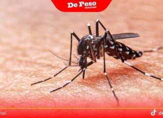 Detectan en Yucatán tercera especie de mosquito transmisor de dengue, zika y chikungunya