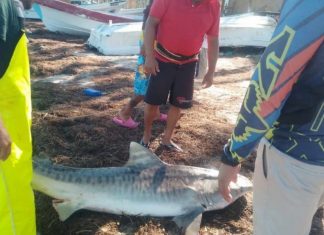Inusual hallazgo de pescadores yucatecos: tiburón azul se atora en redes