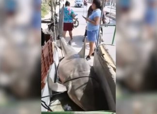 Inusual captura de tiburón toro en ría de Celestún
