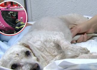 Tras sobrevivir a feo accidente, muere ‘de tristeza’ el perrito ‘Chicharrón’ (Videos)