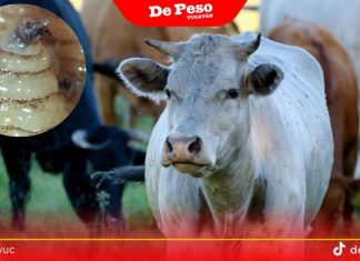 Se confirmaron mil 450 casos de Gusano Barrenador durante 2025, en Yucatán