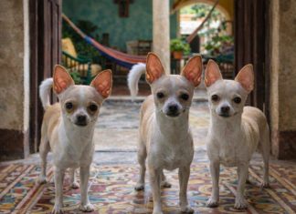 Se queda en prisión preventiva por muerte de lomitos chihuahua en El Porvenir