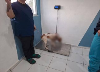Denuncia caso de perrita macheteada y falta de apoyos en Chicxulub Pueblo
