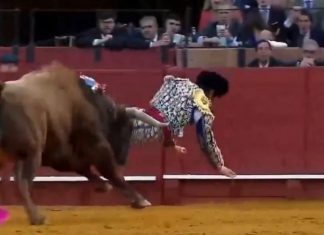 Gravemente corneado en el mero ‘sisifrís’ en España (VIDEO)