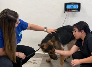 Rescatan a dos perritas abandonadas en Cholul e investigan caso