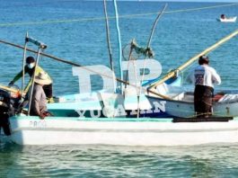 Inicia temporada de captura de langosta, pero de pulpo todavía