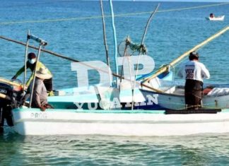 Inicia temporada de captura de langosta, pero de pulpo todavía