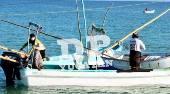 Inicia temporada de captura de langosta, pero de pulpo todavía