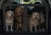 Condenados por cruel transportación de perros en Mérida