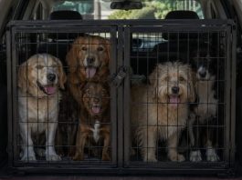 Condenados por cruel transportación de perros en Mérida